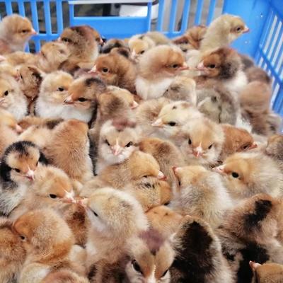 挖色瑶鸡苗批发大量供应-养殖家禽的利润